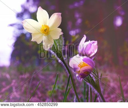 Forest Flowers Snowdrops, Primrose, Prairie Crocus. Summer