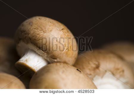 Portabella svamp