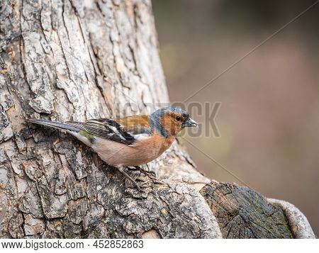 Common Chaffinch, Fringilla Coelebs, Sits On A Tree. Common Chaffinch In Wildlife.