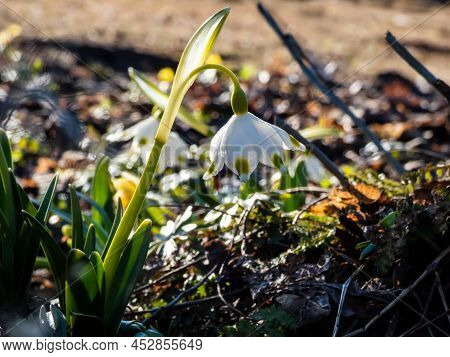 The Spring Snowflakes - Leucojum Vernum - Single White Flowers With Greenish Marks Near The Tip Of T