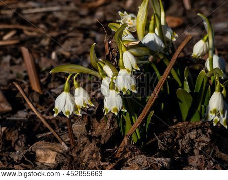 The Spring Snowflakes - Leucojum Vernum - Single White Flowers With Greenish Marks Near The Tip Of T