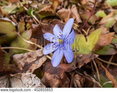 Close-up Of A Single, Beautiful, Purple First Spring Bloomer - Wildflower Large Blue Hepatica (hepat