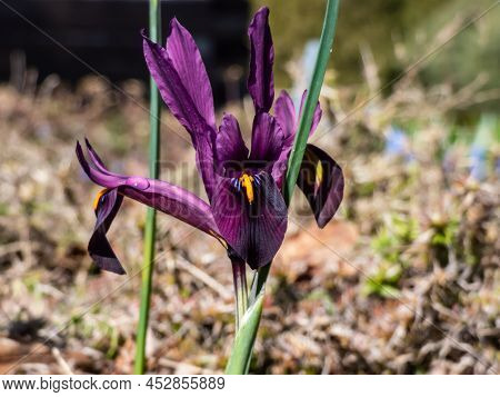 Close-up Shot Of The Cultivar Of The Netted Iris Or Golden Netted Iris (iris Reticulata) 'george' Wi