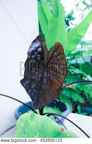 Colocasia Black Ripple , Colocasia Or Black Colocasia Plant
