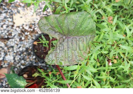 Alocasia Plumbea  , Alocasia Or  Colocasia Esculenta Or Araceae Plant