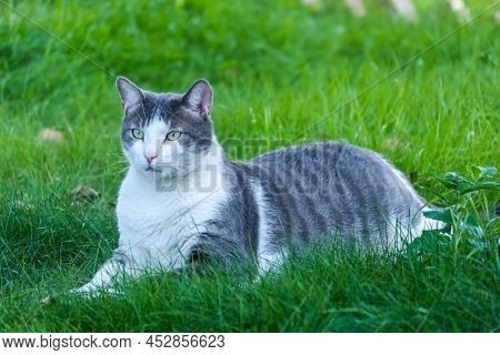 Portrait Of A Pet Gray-white Cat, Illuminated By The Sun.