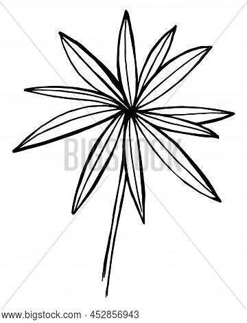 Hand Draw Sketch Wildflowers Lupinus Leaves, Flowers, Parts Of The Plant