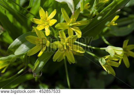 Small Flowers Of Gagea Lutea Or Goose Onions Close-up. Yellow Star-of-bethlehem Spring Blooming On S