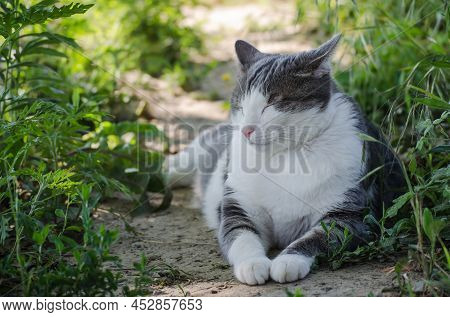 Portrait Of A Pet Gray-white Cat, Illuminated By The Sun.