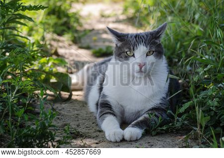 Portrait Of A Pet Gray-white Cat, Illuminated By The Sun.