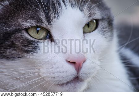 Portrait Of A Pet Gray-white Cat, Illuminated By The Sun.