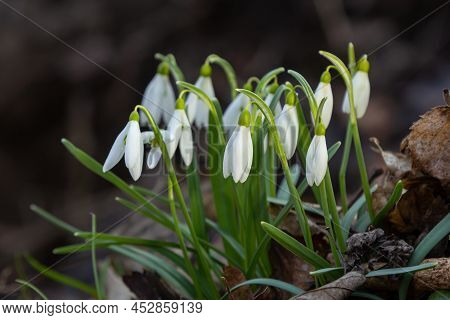 Early Spring Snowdrops, Galanthus Nivalis, Selective Focus And Diffused Background
