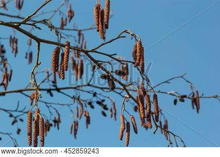 European Alder, Alnus Glutinosa, Branch With Mature Female Catkins, Blooming Male Catkins And Buds O