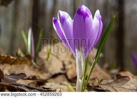 Sunlit Purple Crocus Flowers, Crocus Tommasinianus, Barr's Purple, Blooming In Spring, Side View, Gr