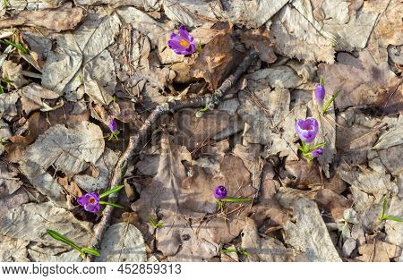 Close Up Of A Woodland Crocus, Crocus Tommasinianus, Flower Emerging Into Bloom