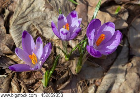 Sunlit Purple Crocus Flowers, Crocus Tommasinianus, Barr's Purple, Blooming In Spring, Side View, Gr