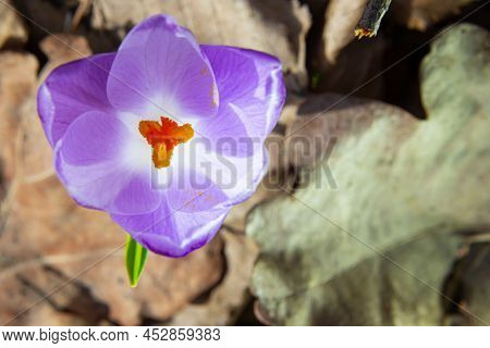 Sunlit Purple Crocus Flowers, Crocus Tommasinianus, Barr's Purple, Blooming In Spring, Side View, Gr