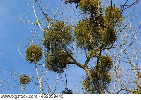 A Sick Withered Tree Attacked By Mistletoe, Viscum. They Are Woody, Obligate Hemiparasitic Shrubs