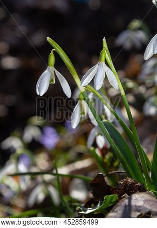 Early Spring Snowdrops, Galanthus Nivalis, Selective Focus And Diffused Background
