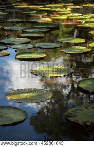 Giant, Amazonian Lily In Water At The Pamplemousess Botanical Gardens In Mauritius. Victoria Amazoni