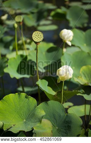 Shower Shaped Faded Lotus Flower In Sir Seewoosagur Ramgoolam Botanical Garden, Pamplemousse, Maurit
