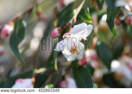 Camellia'elina Cascade' Buds And Flowers. Theaceae Evergreen Shrub. A Fragrant Single Flower Blooms 