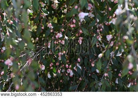 Camellia'elina Cascade' Buds And Flowers. Theaceae Evergreen Shrub. A Fragrant Single Flower Blooms 