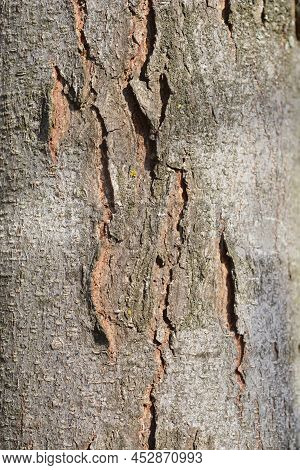 Thornless Honey Locust Cracked Textured Bark Detail