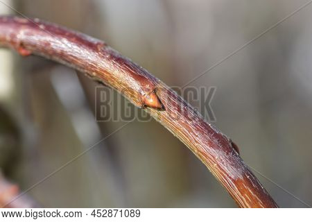 Kilmarnock Willow Branch With Flower Bud In The Spring