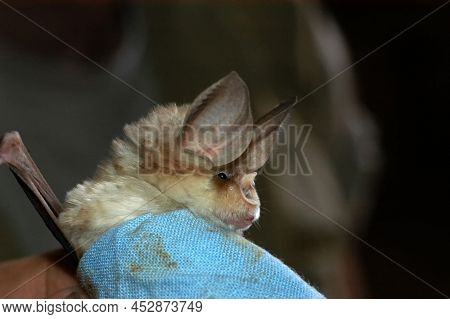 Chiropterologist Holding And Studying A Bat