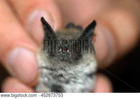 Chiropterologist Holding And Studying A Bat