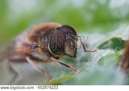 Frontal Closeup On The Eye Of A Common Drone Fly, Eristalis Tenax, Sitting On A Green Leaf In The Ga