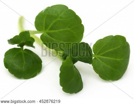Closeup Fresh Organic Watercress Over White Background