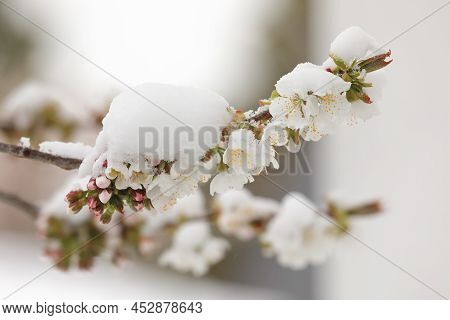 Cherry Blossom In Spring Coveredwith Snow In Spring