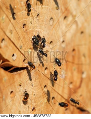 Mason Bees At Their Homemade Nest In Spring