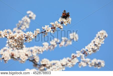 Red Admiral On The Flowers Of A Cherry Plum In Spring