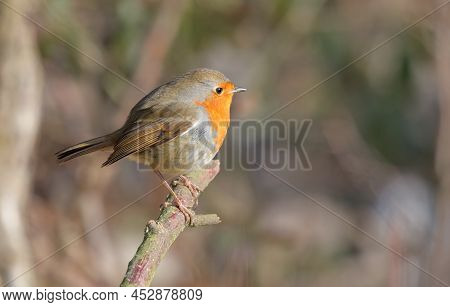 Robin On A Branch In Winter With Brown Background