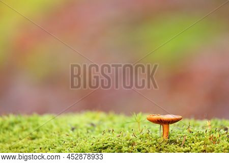 The Lonely Mushroom In The Woods, Background