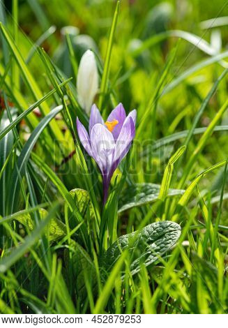 Beautiful Purple And White Flowers Crocus On A Spring Time, Ireland