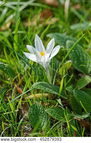 Beautiful White Crocus Flower On A Spring Time Blossom In The Garden, Ireland