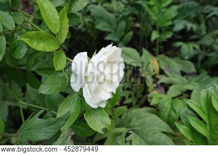 1 White Flower Of Semi Double Rose In June