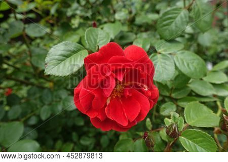 1 Semi Double Flower Of Red Rose In May