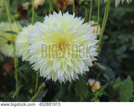 Canary Fubuki.they Are Blooming Yellow Dahlia In The Garden. Dahlia Is A Genus Of Bushy, Tuberous, H