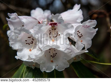White Azalea Tree Flowers Blossom In The Garden. Rhododendron Hybr Tree