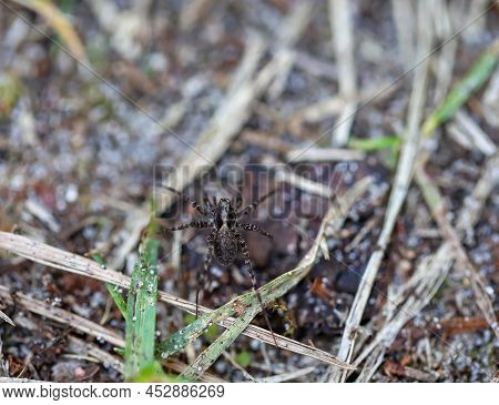 A Wolf Spider , Pardosa Spec., Spider On The Ground Of A Forest.