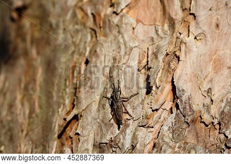 A Close-up Of A Fly On The Bark Of A Conifer Tree.