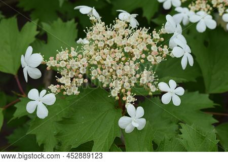Kalina Flowers. Viburnum Opulus In Russia The Viburnum Fruit Is Called Kalina (viburnum) And Is Cons
