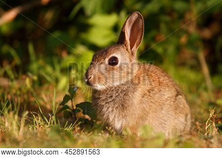 Baby Rabbit In The Grass In Mainz, Germany