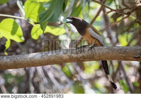 Image Of Rufous Treepie ( Dendrocitta Vagabunda) On The Tree Branch On Nature Background. Bird. Anim