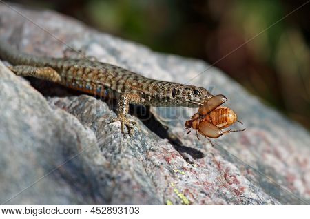 Tyrrhenian Wall Lizard Caught A June Beetle